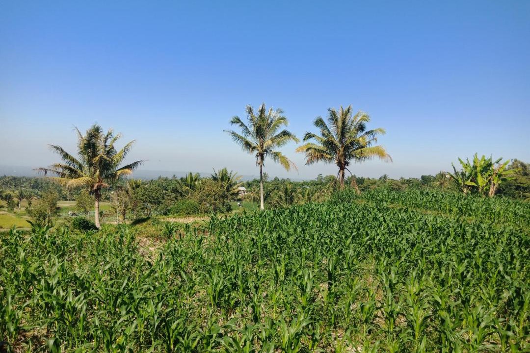 Photo of Others in Kecamatan Pringgasela