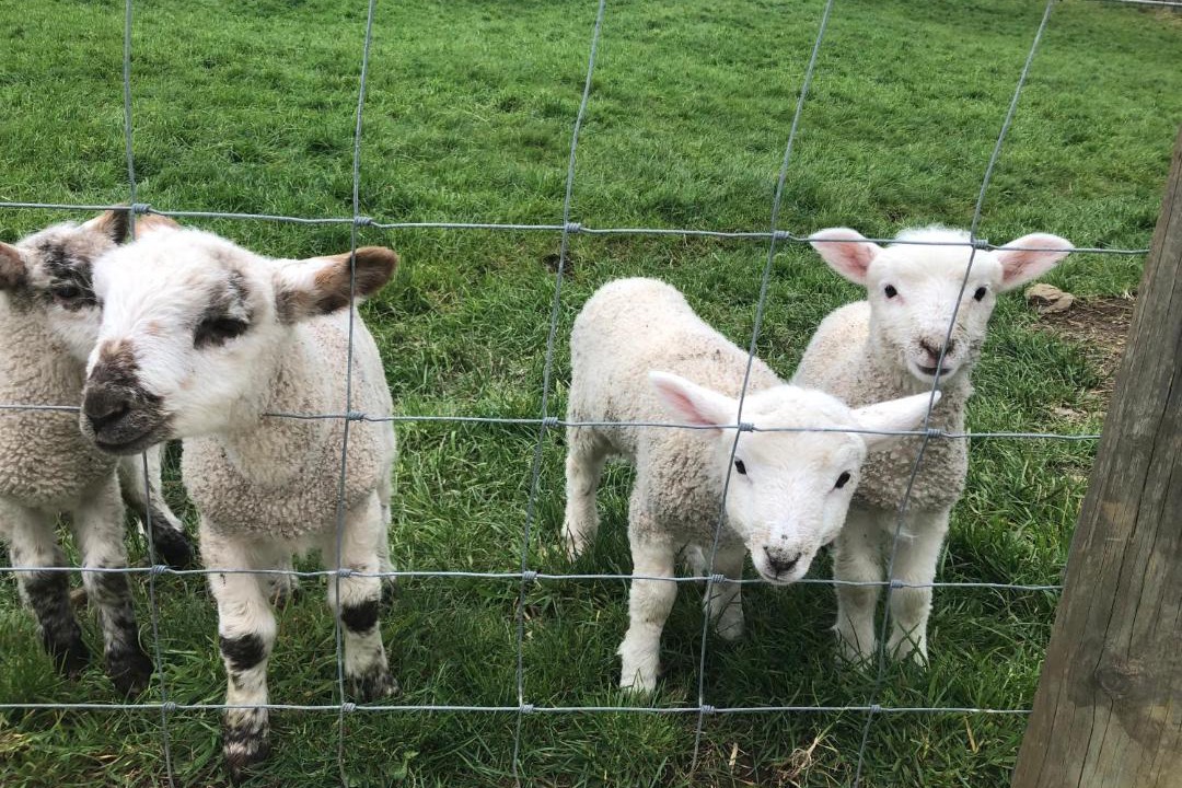 Photo of Others in Otorohanga