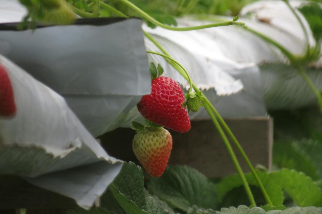 Photo of Outdoor in Tanah Rata