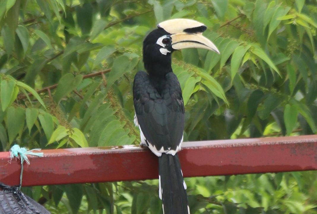 Photo of Others in Kuah