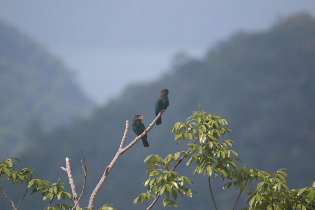 Photo of Others in Kuah