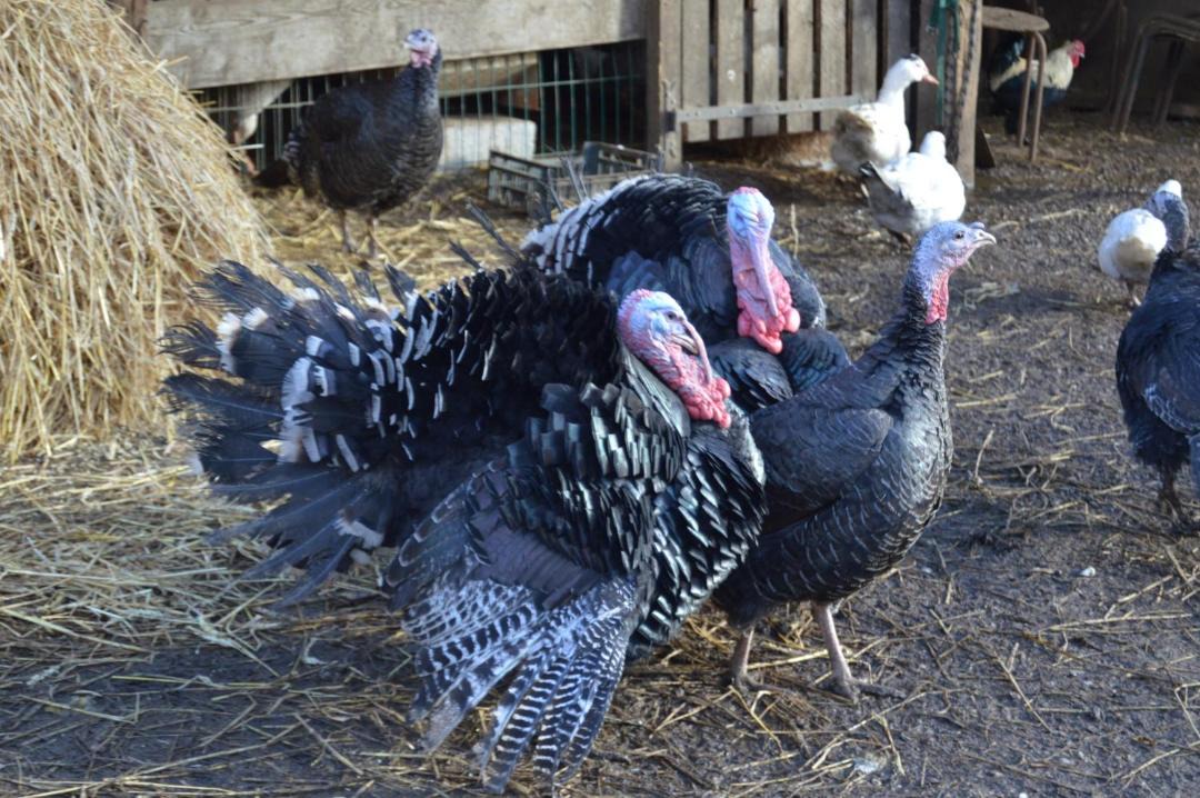 Photo of Others in Lachapelle-Saint-Pierre