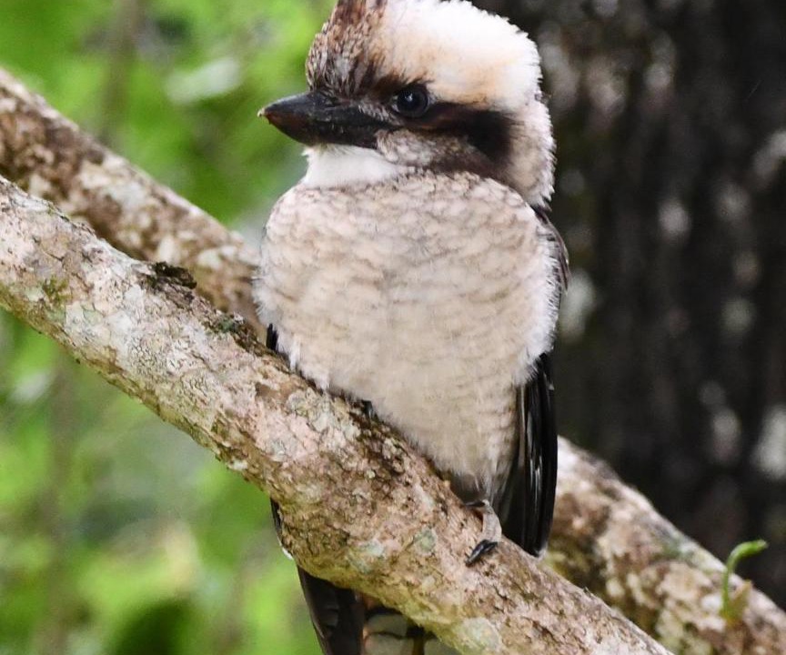 Photo of Others in Goonengerry