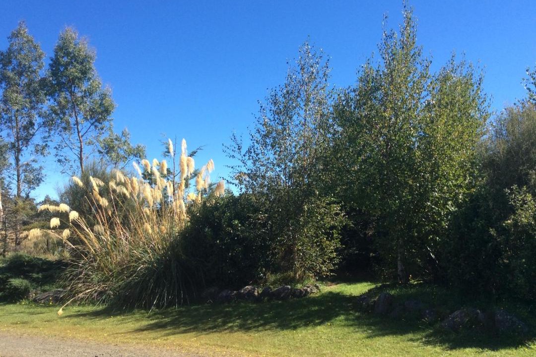 Photo of Others in Horopito