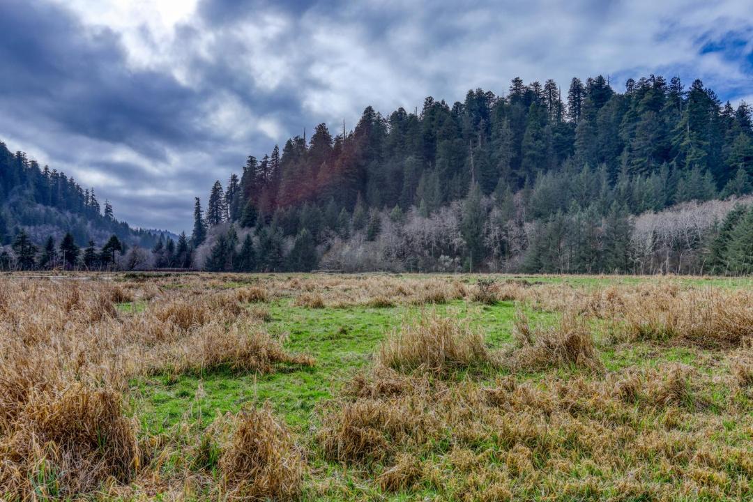 Photo of Others in McKinleyville