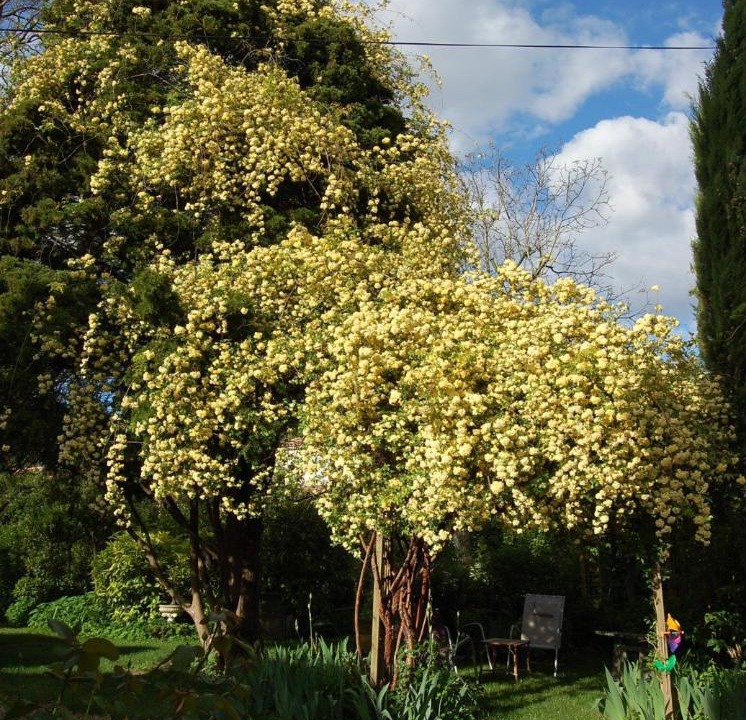 Photo of Others in Upie