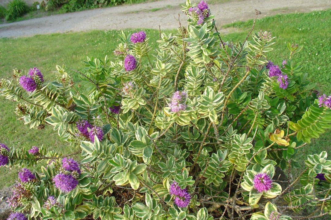 Photo of Outdoor in Hirel