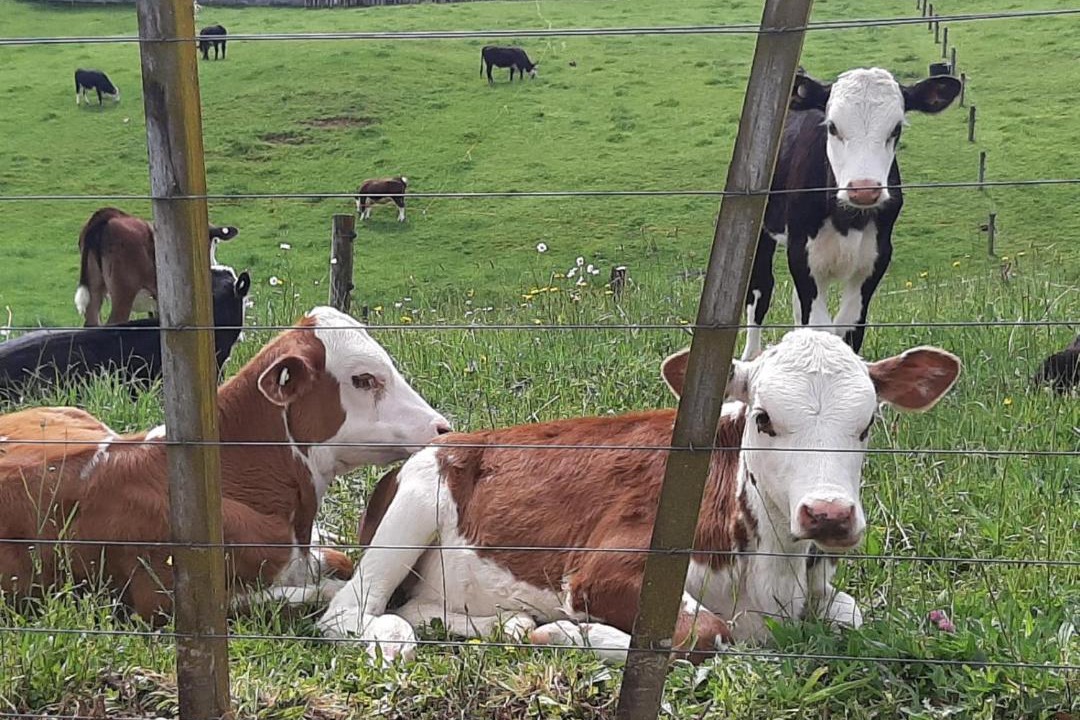 Photo of Others in Putaruru