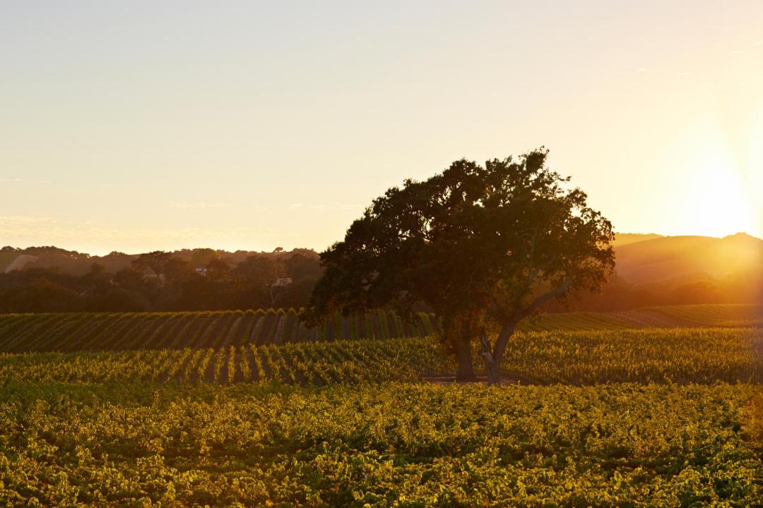 Photo of Others in Paso Robles