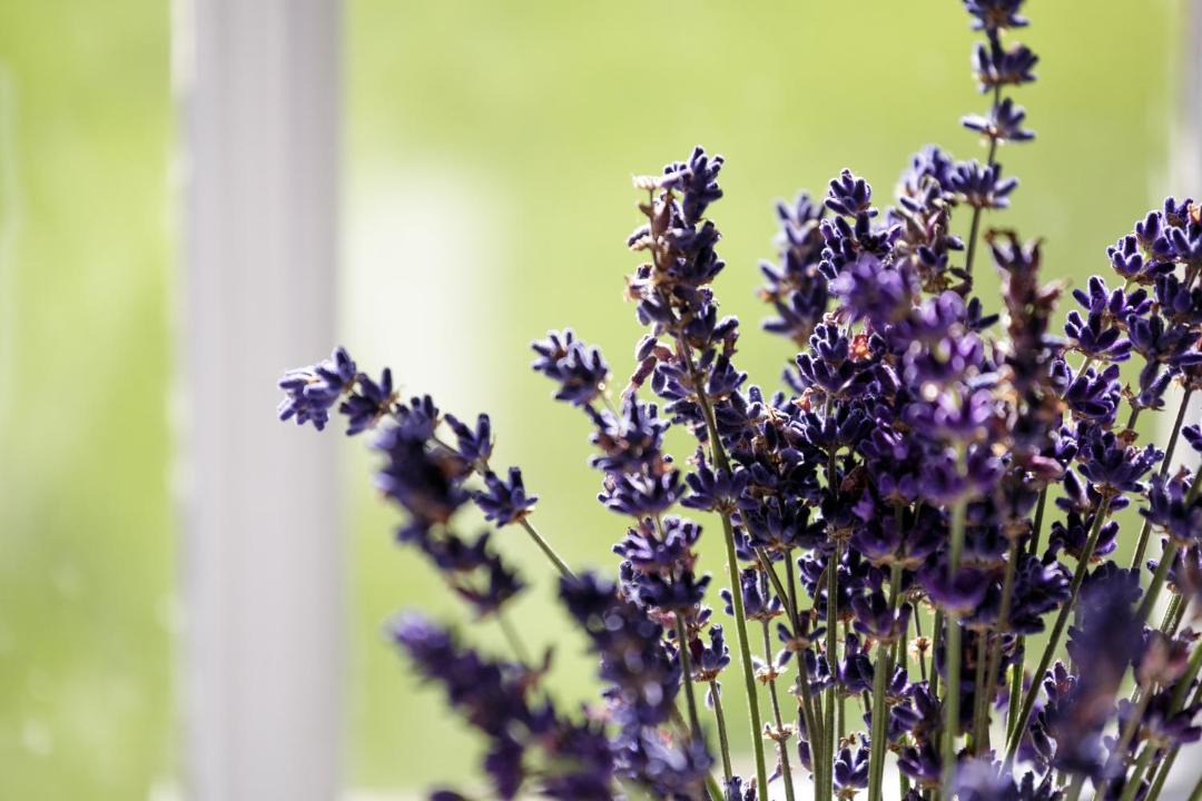 Photo of Others in Chapeltown