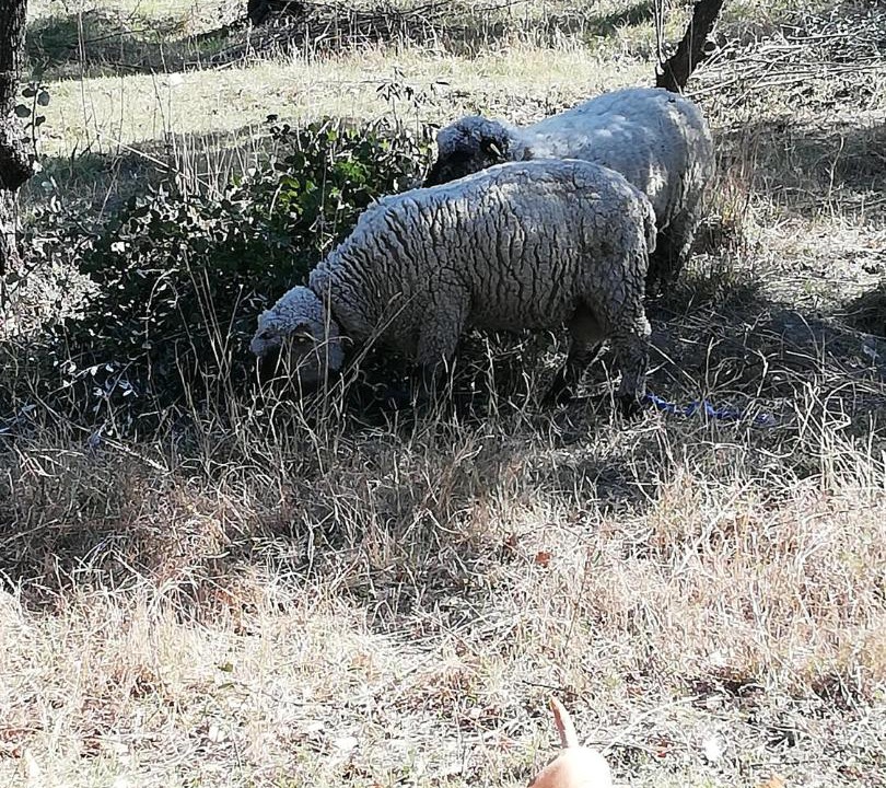 Photo of Others in Nyons