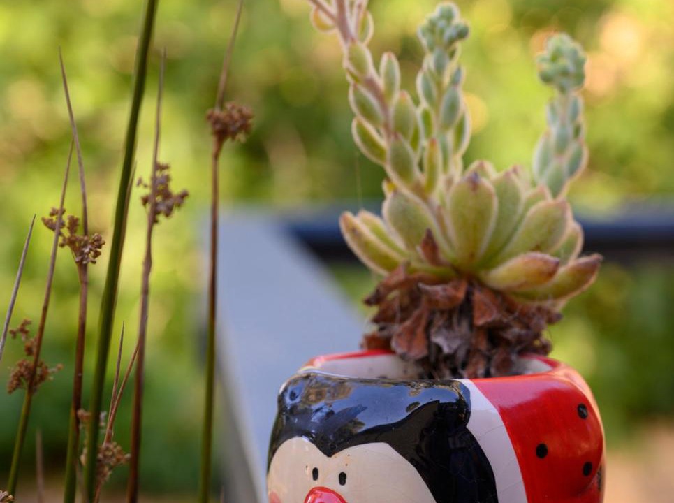 Photo of Others in McLaren Vale