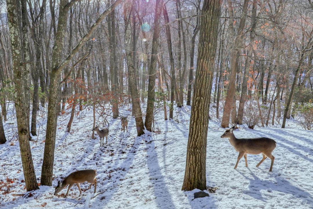 Photo of Others in Tannersville