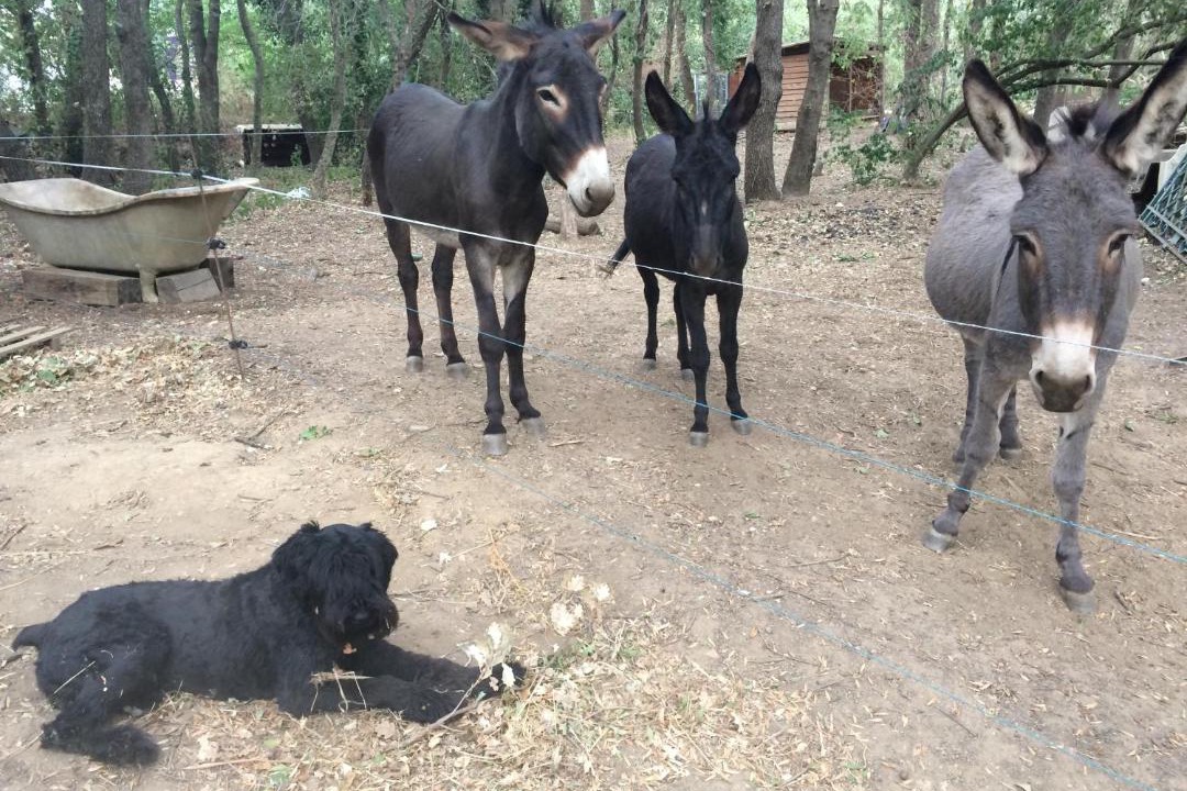 Photo of Others in Grimaud