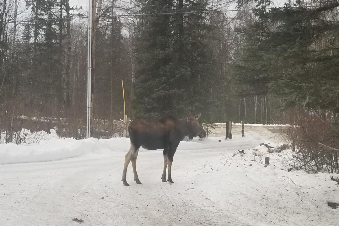 Photo of Others in Talkeetna