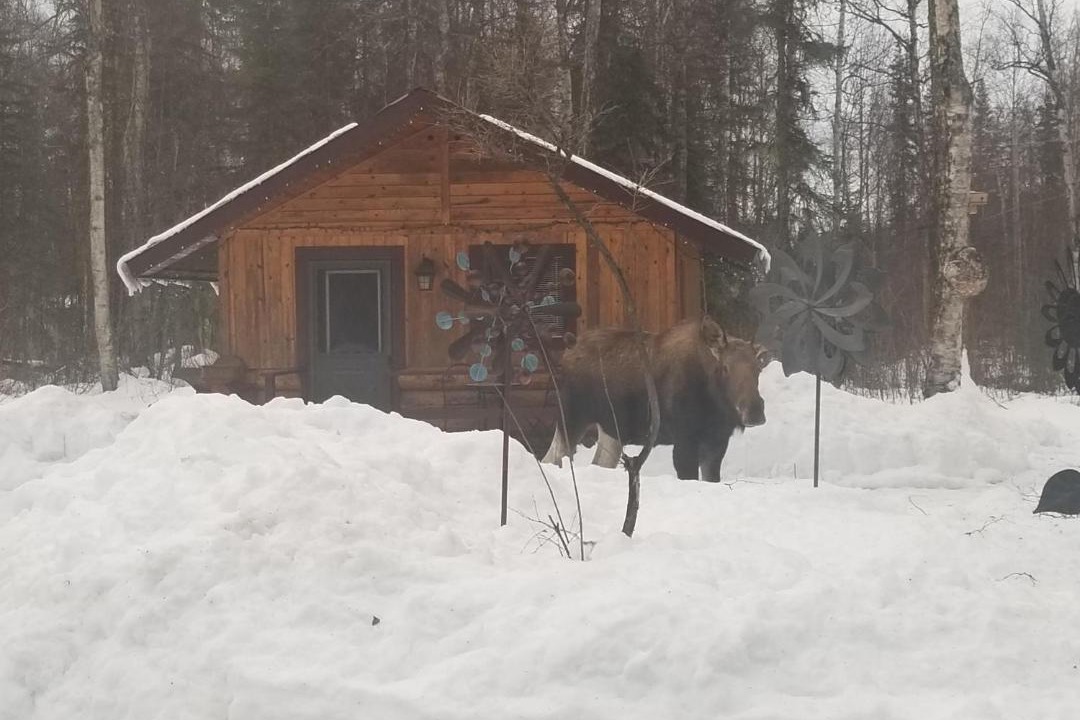 Photo of Others in Talkeetna