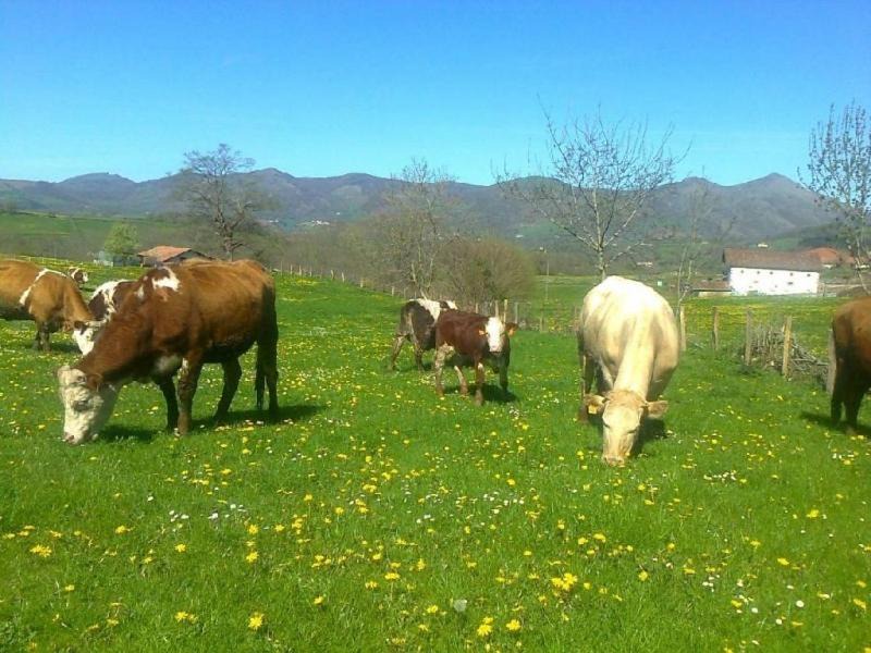 Photo of Others in Errazu