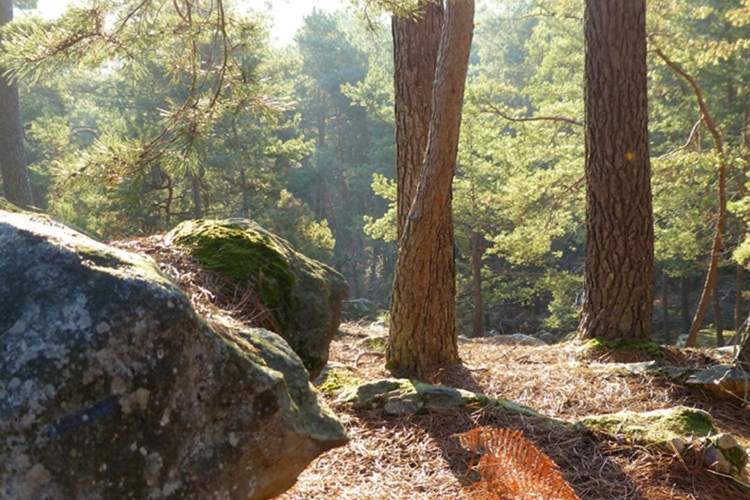 Photo of Others in Bourron-Marlotte
