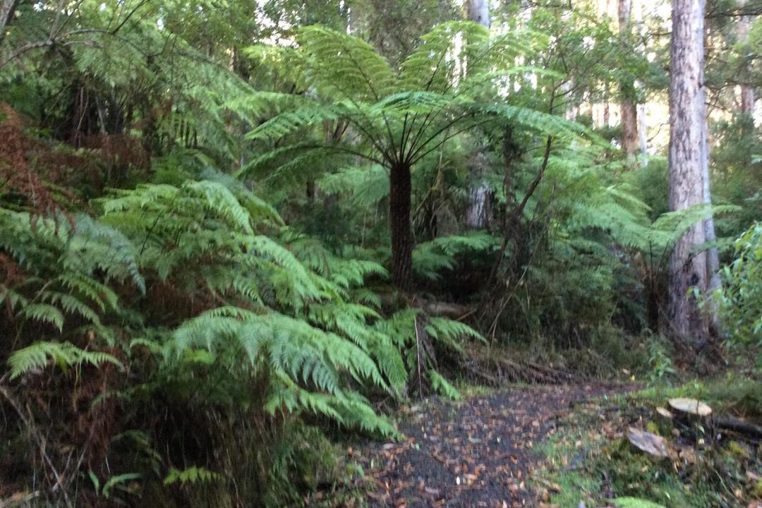 Photo of Outdoor in Forrest