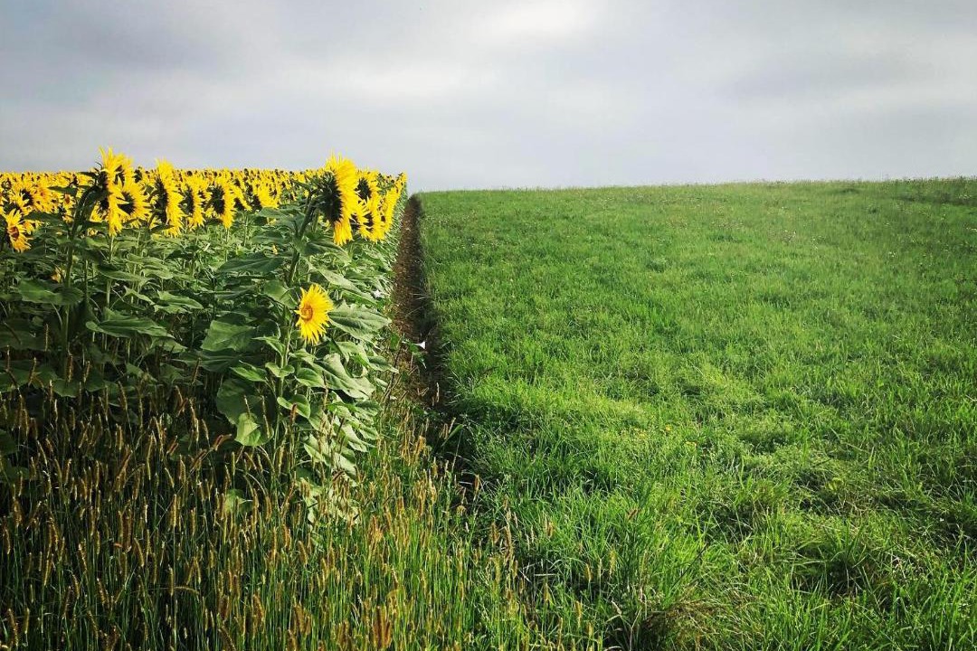 Photo of Others in Estadens