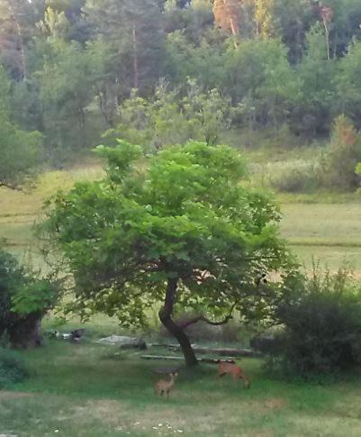 Photo of Others in Les Eyzies