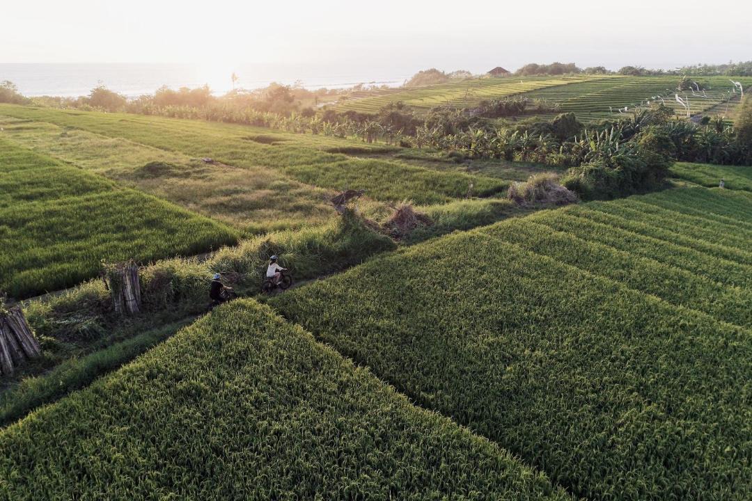 Photo of Others in Tabanan