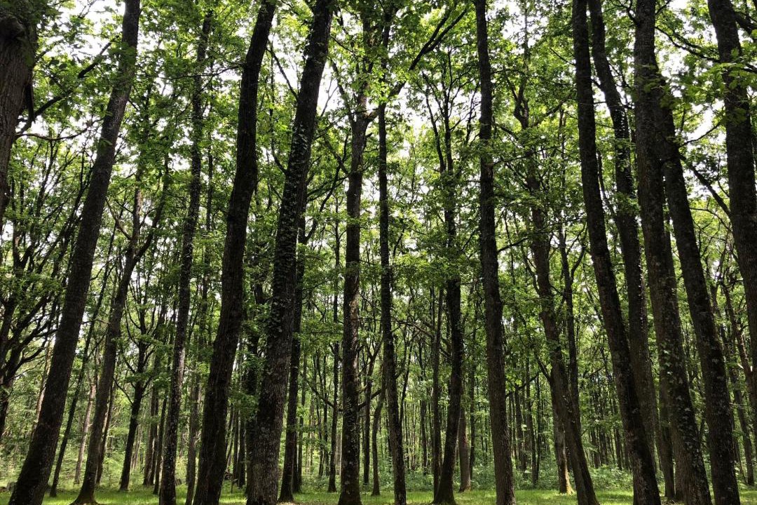 Photo of Others in Esvres