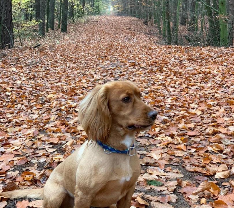 Photo of Others in Newtonmore