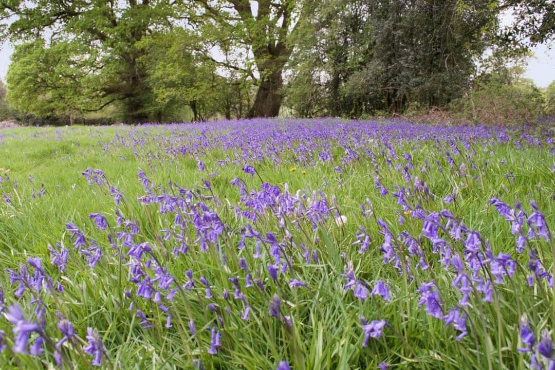 Photo of Others in Pentrefelin