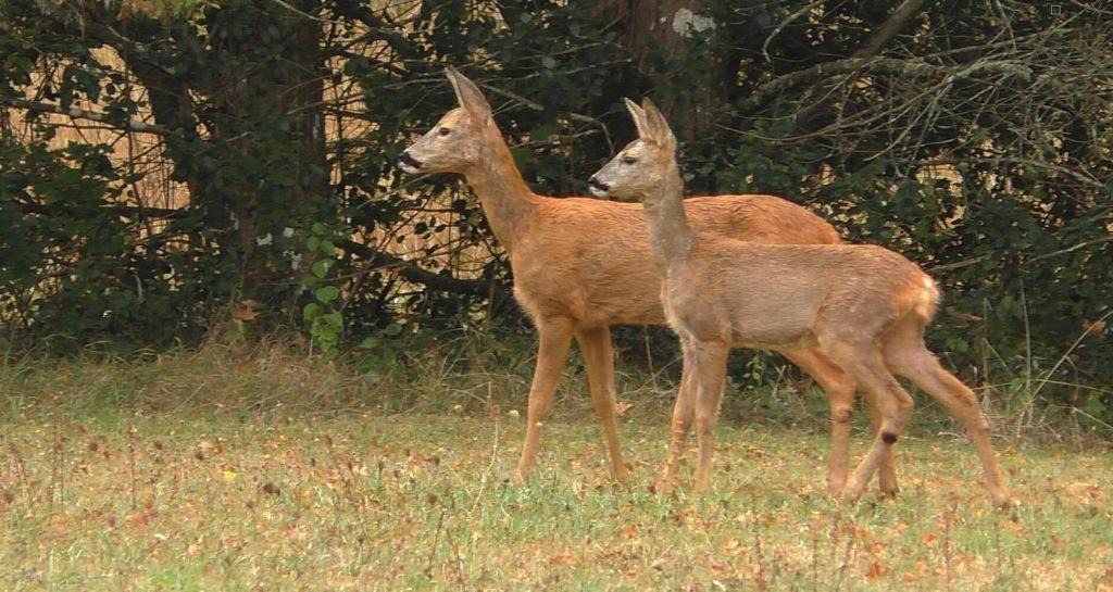 Photo of Others in Bourg-de-Visa