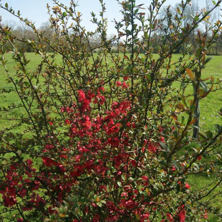 Photo of Others in Bruailles