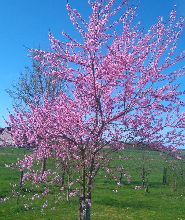 Photo of Others in Bruailles