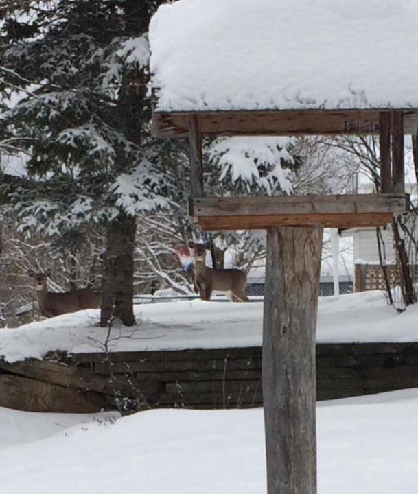 Photo of Others in Saint-Narcisse-de-Rimouski