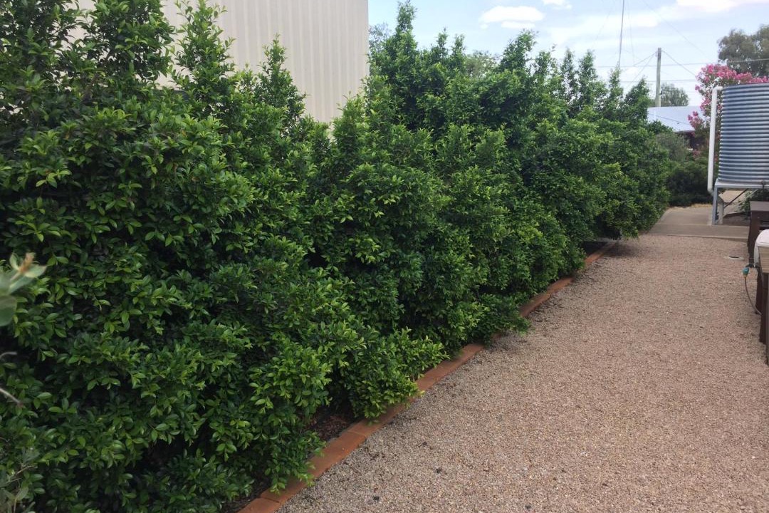 Photo of Others in Gulgong