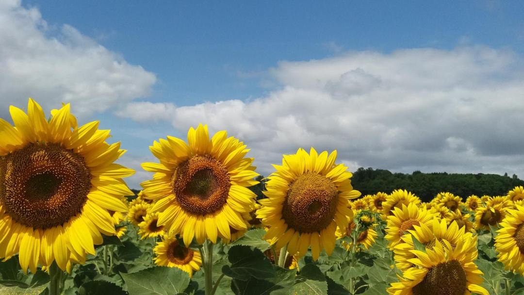 Photo of Others in Cherval