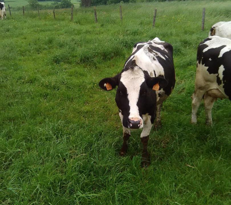 Photo of Others in Berling