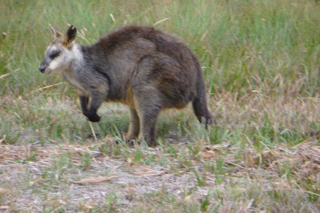 Photo of Others in Yanakie