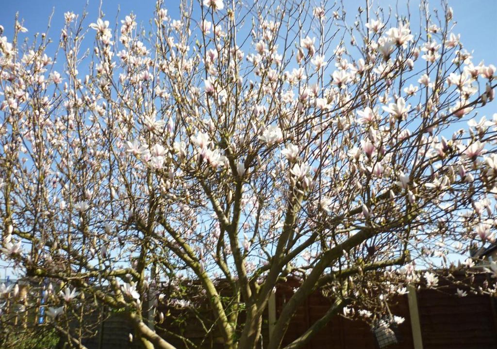 Photo of Buildings in Calne