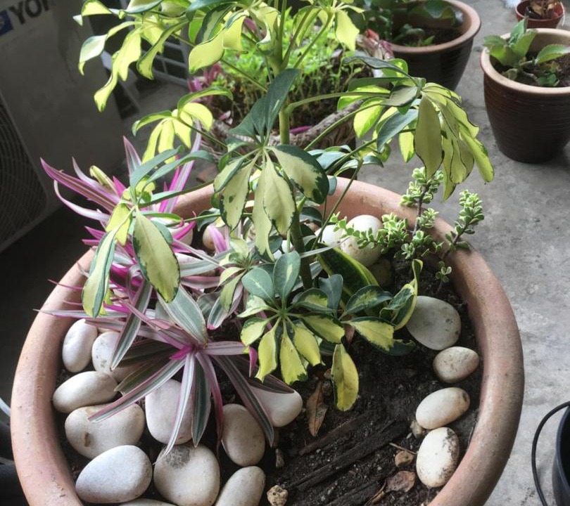 Photo of Others in Jawa