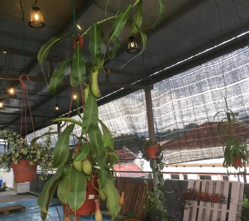 Photo of Others in Jawa