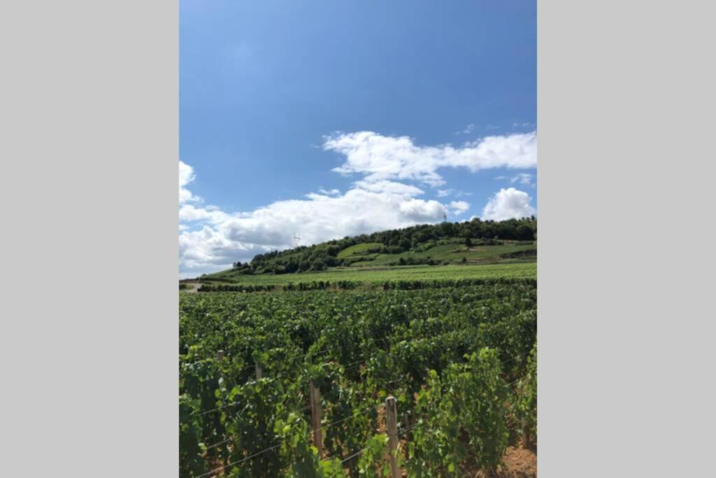 Photo of Others in Nuits-Saint-Georges