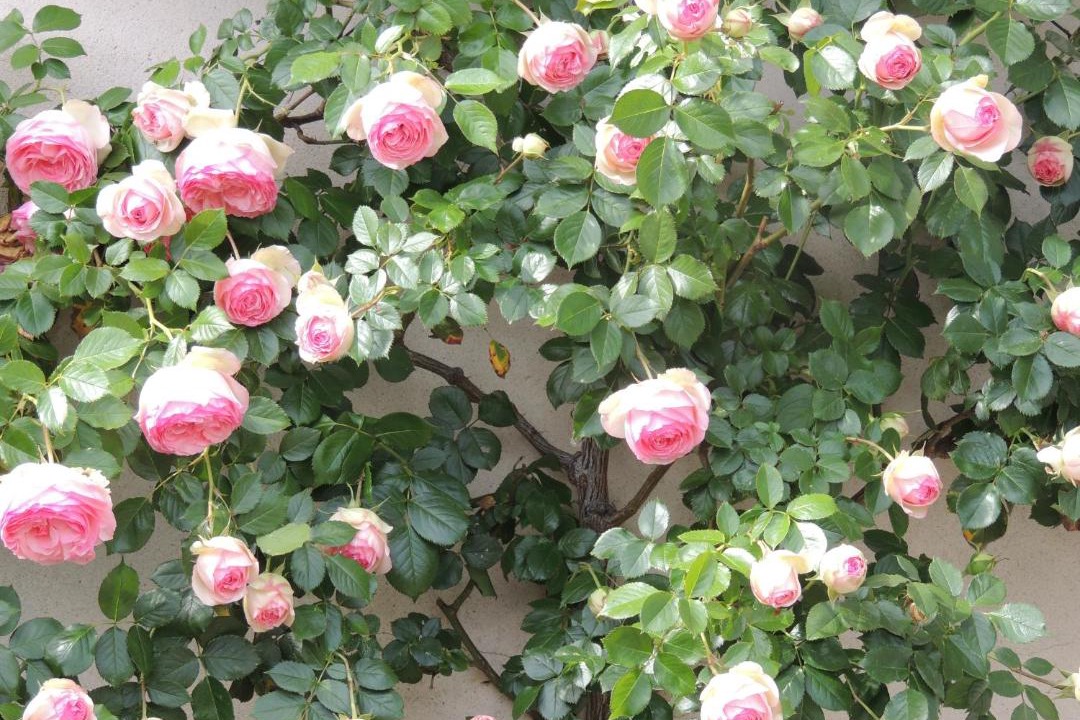 Photo of Patio Balcony in Montagnieu