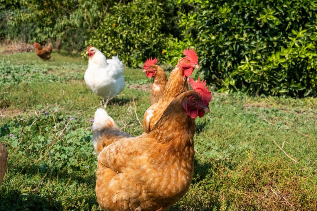 Photo of Others in Clive