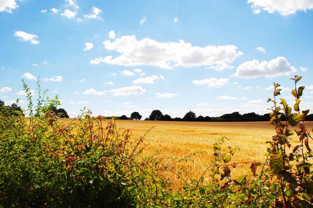 Photo of Outdoor in Bodham