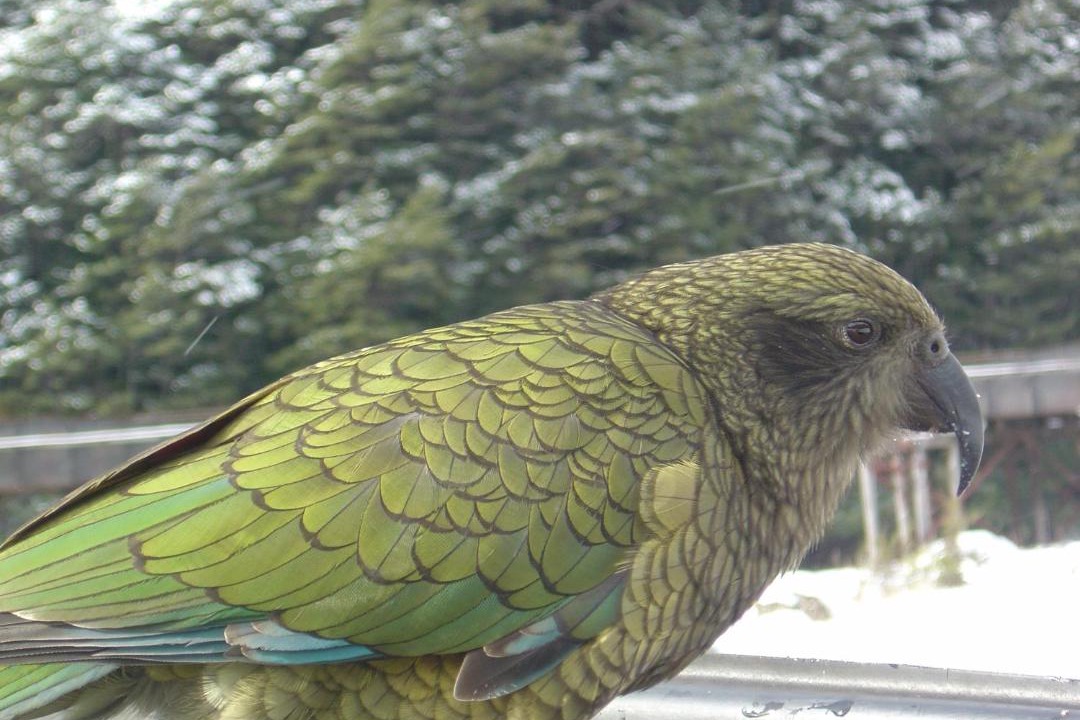 Photo of Others in Arthur's Pass