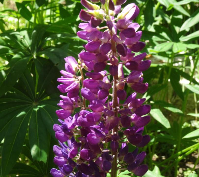 Photo of Outdoor in Pyrenees 2000