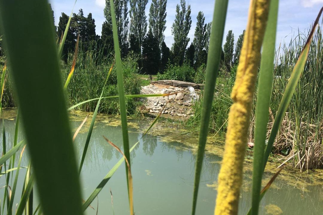 Photo of Others in Rognonas