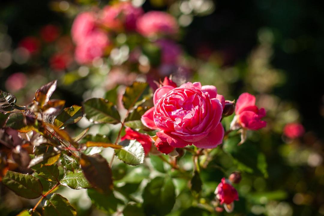 Photo of Others in Poyarkovo