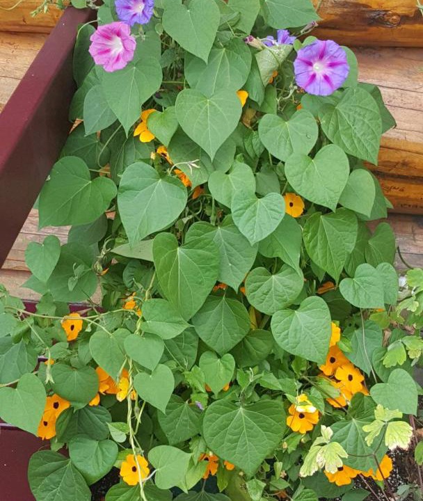 Photo of Others in Talkeetna