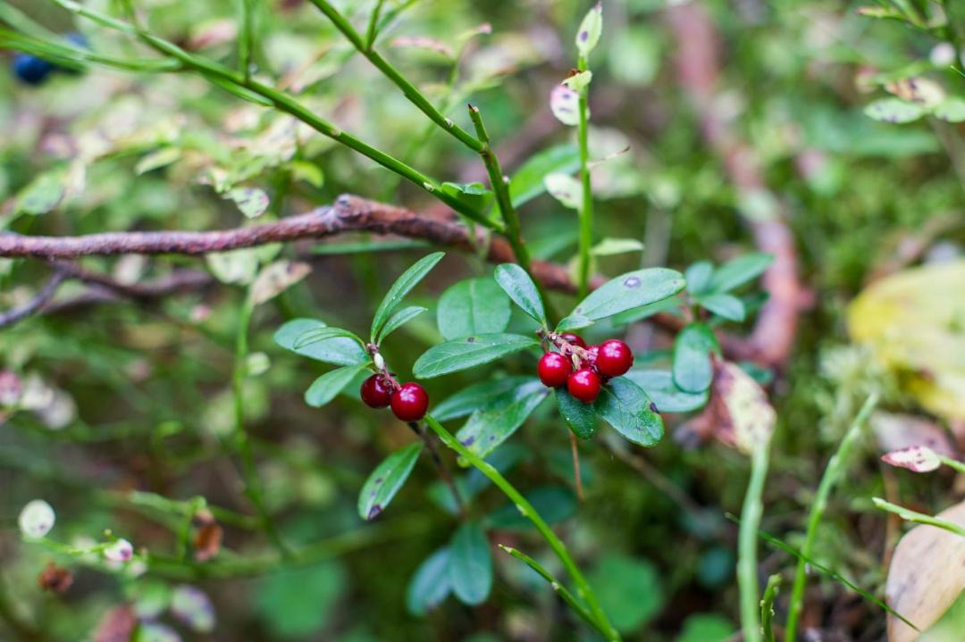 Photo of Others in Petrovskoye